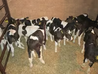 Lo’ (xirmo, jins lama sheegin), Russian Black pied cattle — sawirka 5