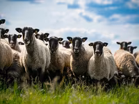 Ram, Romanov sheep — photo 2