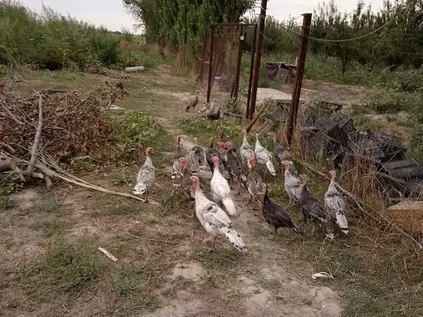Turkeys