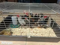 Bantam olandez — foto 3