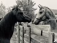 اسب نر, Arabian horse — عکس 6