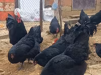 Australorp — fotografija 3