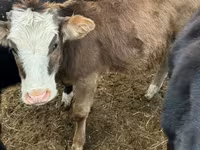 公牛, Cattle — 照片 2
