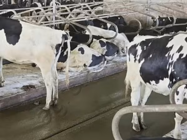 Vache, Race Holstein
