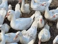 Geese — foto 1