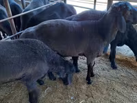 قوچ, Hissar sheep — عکس 4