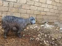 Goat, Goats — photo 2
