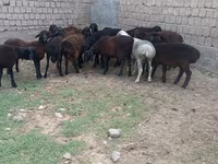 Beran, Hissar sheep — foto 1
