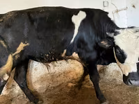 Krava, Russian Black pied cattle — foto 8