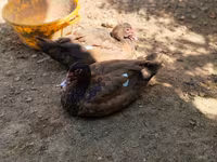Ducks — φωτογραφία 1