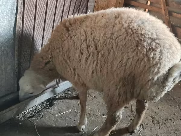 Kambing jantan, Sheep