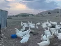 لیندا — عکس 4