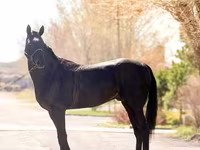 Kůň, Thoroughbred horse — foto 4