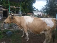 Vacă, Simmental cattle — foto 2