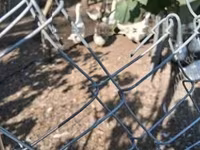Geese — foto 1