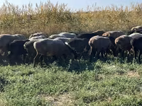 Модагӯсфанд, Гӯсфандон — акс 2