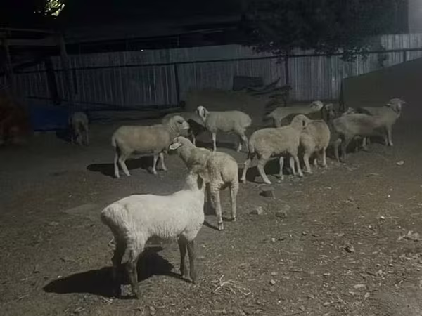 የጎትት አውራ በግ, Sheep