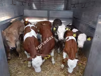 Toro, Vaca Limousin — foto 3