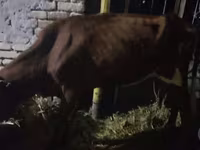Lembu ternakan (lot, jantina tidak dinyatakan), Cattle — foto 3