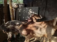 Қошқар, Hissar sheep — 6-сурет
