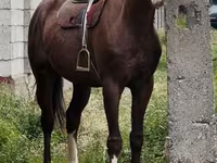 Kůň, Koně — foto 2