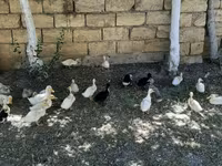 ጀርመን ፔኪን — ፎቶ 1