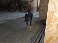 Chickens — Foto 2