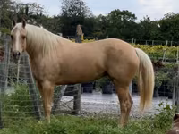 فرس, Quarter Horse — الصورة 5
