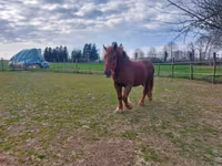 კვიცი, Hungarian horse breed — ფოტო 3