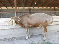 Widder, Arashan sheep — Foto 6