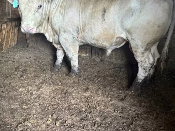Býk, Simmental cattle