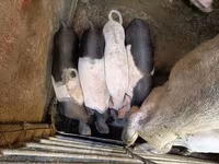 Babi betina, Pigs — foto 1