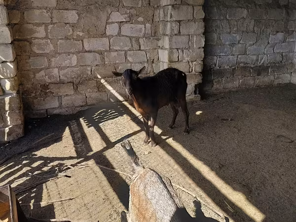 Billy Goat, Goats — Moldova