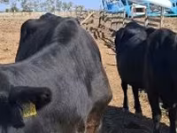 Mucca, Bovini — foto 2