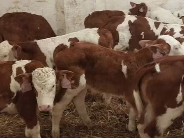 雄牛, Simmental cattle