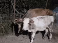 Lembu betina, Cattle — foto 2
