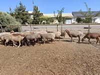 قوچ, Arashan sheep — عکس 2