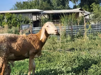 Bagge, Arashan sheep — foto 5