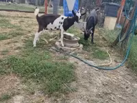 Kambing (lot, jantina tidak dinyatakan), Goats — foto 2