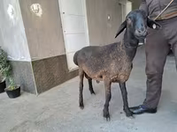 Kambing jantan, Sheep — foto 1