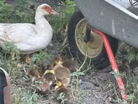 rață domestică Muscovy — foto 1