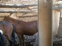 Cavalla, Cavalli — foto 2