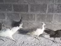 Putih — foto 2