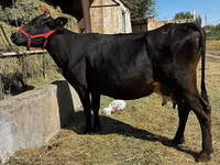 Крава, Swiss cattle — снимка 4