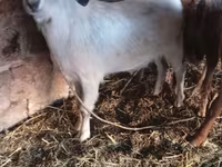 بز ماده, بز — عکس 2