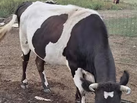 Կով, Simmental cattle — լուսանկար 2