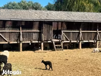 قوچ, Merino sheep — عکس 3