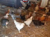 Chickens — تصویر 7
