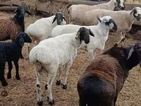 Montone, Arashan sheep — foto 4