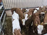 Bik, Simmental cattle — fotografija 3